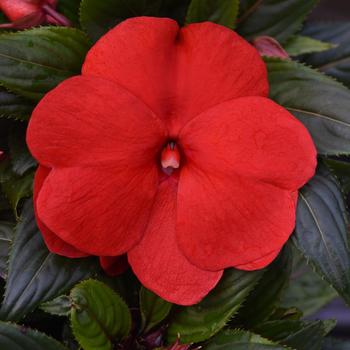 Impatiens hawkeri 'Red Improved' 