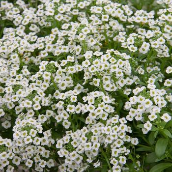 Lobularia maritima 'Featherlight White' 