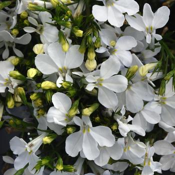 Lobelia erinus 'Compact White Improved' 