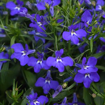 Lobelia erinus Magadi™ 'Compact Dark Blue Improved'