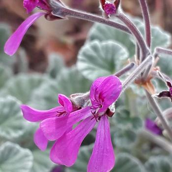 Pelargonium reniforme