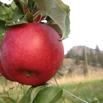 Malus pumila 'Royal Red' 