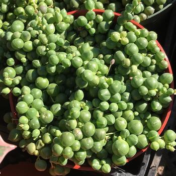 Senecio rowleyanus 'Variegata' 