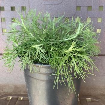 Artemisia californica 'Canyon Gray' 