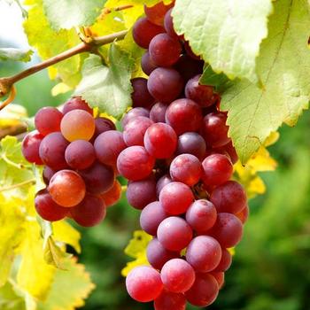 Vitis vinifera 'Thompson Seedless' 