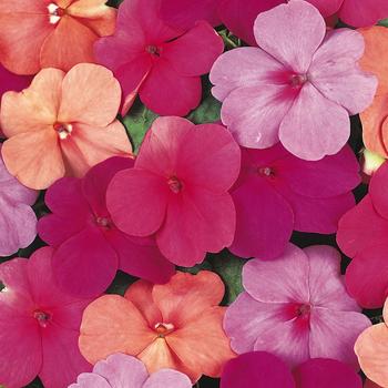 Impatiens walleriana 'Paradise Mix' 