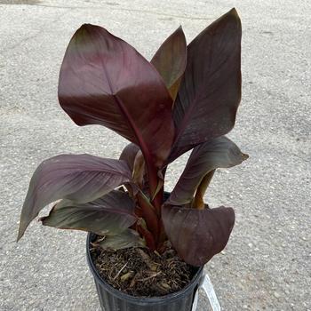 Canna x generalis 'Tropical Bronze Scarlet' 