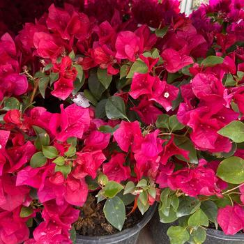 Bougainvillea 'Juanita Hatten' 