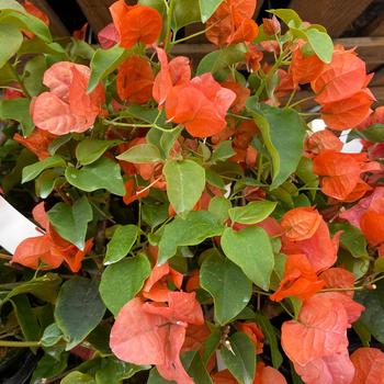 Bougainvillea 'Sundown Orange' 