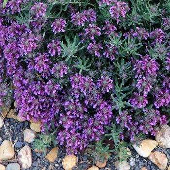 Teucrium cossonii (majoricum)