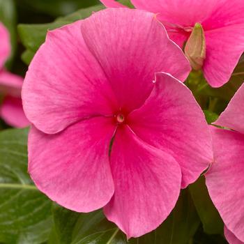 Catharanthus roseus Cora® XDR Deep Strawberry