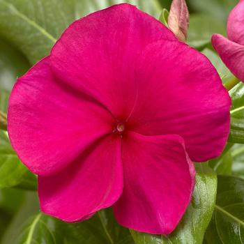 Catharanthus roseus Cora® XDR Hotgenta