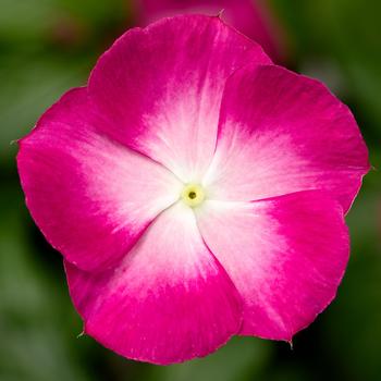 Catharanthus roseus Cora® XDR Magenta Halo