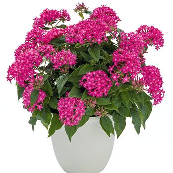 Pentas lanceolata 'True Pink' 