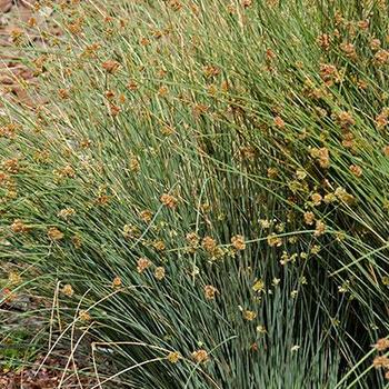 Juncus 'Carman's Japan' 