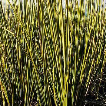 Baumea rubiginosa 'Variegata' 