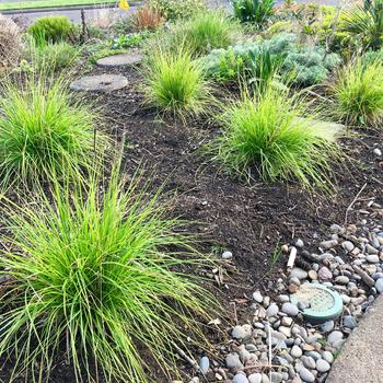 Sesleria autumnalis 'Campo Verde' 