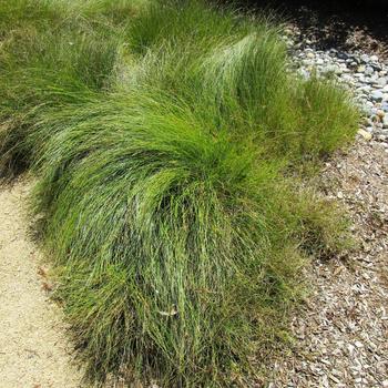 Carex pansa