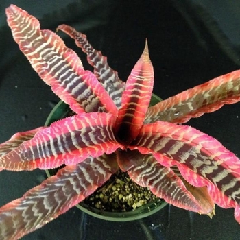 Cryptanthus 'Elaine' 