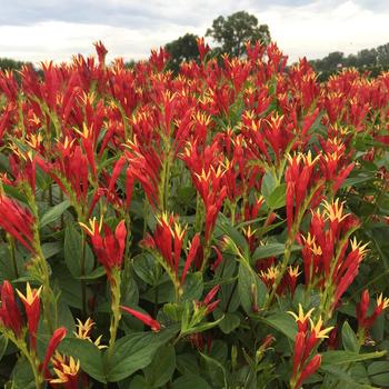 Spigelia marilandica 'Little Redhead' 