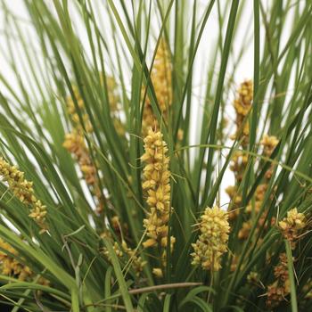 Lomandra confertifolia 'Finescape' PP23034