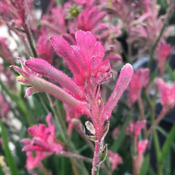 Anigozanthos 'Pink Beauty' 