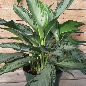 Aglaonema 'Ruby Red' 