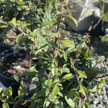 Pyracantha coccinea 'Lowboy' 