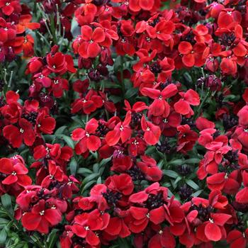 Erysimum cheiri Sugar Rush™ Red