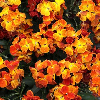 Erysimum cheiri Sugar Rush™ Orange