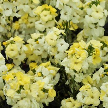 Erysimum cheiri Sugar Rush™ Primrose