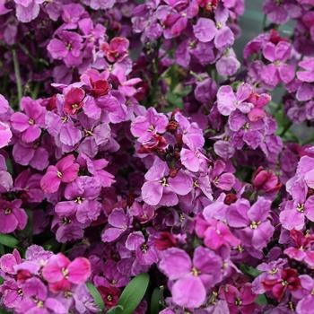 Erysimum cheiri Sugar Rush™ Purple Bicolor