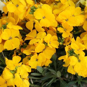 Erysimum cheiri Sugar Rush™ Yellow