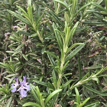 Rosmarinus officinalis 'Collingwood Ingram' 