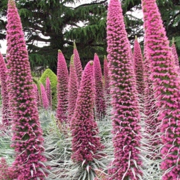 Echium wildpretii