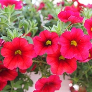 Calibrachoa 'Bloomtastic Cherry' 