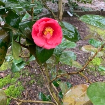 Camellia japonica 'Ashton's High Rise' 