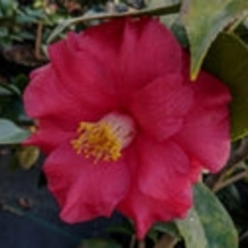 Camellia japonica 'Red Aurora' 
