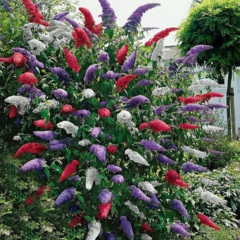 Buddleia davidii 'Fourth of July' Grefoi