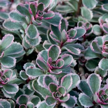 Sedum spurium 'Tricolor'