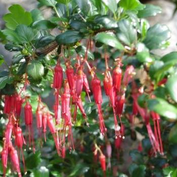 Ribes speciosum