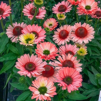 Echinacea 'IFECSSSAL' 