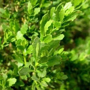 Baccharis pilularis 'Pigeon Point' 