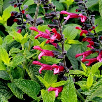 Salvia 'Amante' 