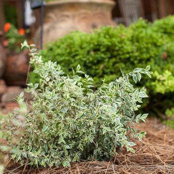 Abelia x grandiflora 'Bailbeliaone' 