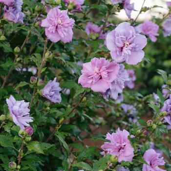 Hibiscus syriacus French Cabaret™ 'Purple'