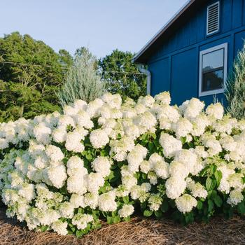 Hydrangea paniculata 'Bailpanone' PP32549