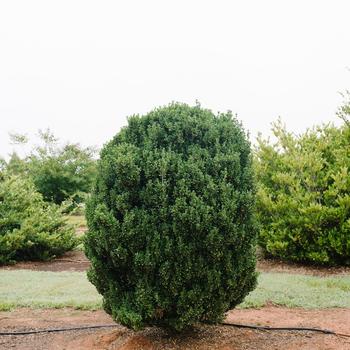 Ilex crenata 'Chubby Hubby™'