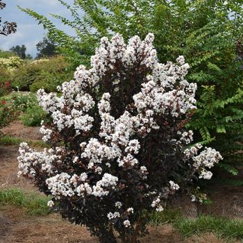 Lagerstroemia 'Baillagone' PP30360