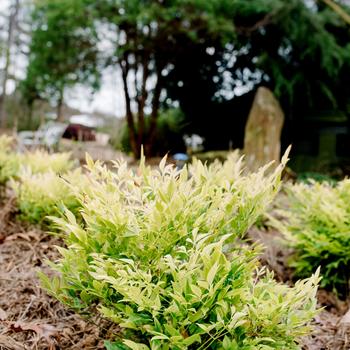 Nandina domestica Cool Glow® Lime